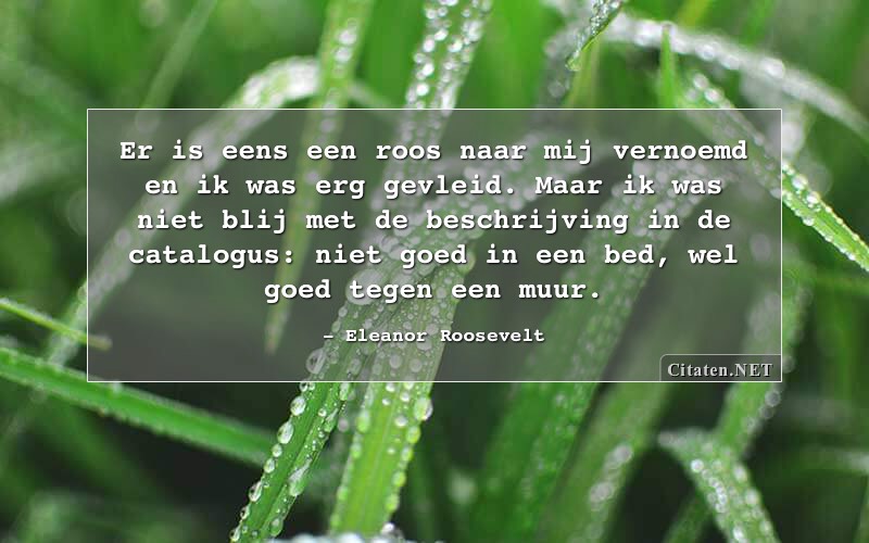 Eleanor Roosevelt Er Is Eens Een Roos Naar Mij Vernoemd En Ik Was Erg Gevleid 